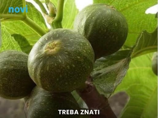 Ako imate smokvu u dvorištu, ovo nikako ne radite: Greška koju mnogi prave, a šteta je nepopravljiva