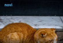 Ne tjerajte je s praga: Ako vam nepoznata mačka dođe na vrata, evo šta to znači