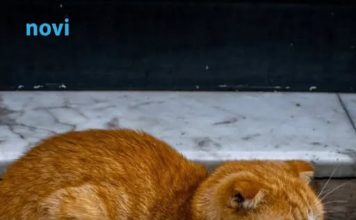 Ne tjerajte je s praga: Ako vam nepoznata mačka dođe na vrata, evo šta to znači
