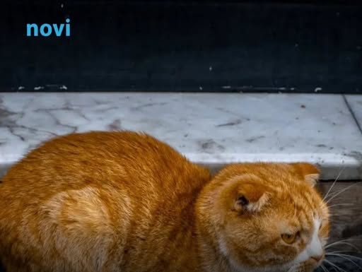 Ne tjerajte je s praga: Ako vam nepoznata mačka dođe na vrata, evo šta to znači