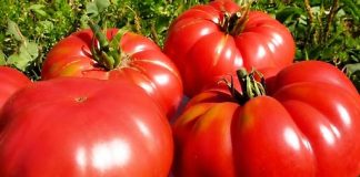 SAČUVAJTE SJEME PARADAJZA ZA SLIJEDEĆU GODINU: OVO JE NAJBOLJI NAČIN