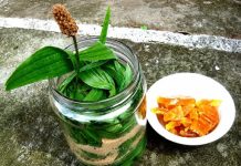 SIRUP OD BOKVICE: Najbolji lijek za sve plućne bolesti (RECEPT)!