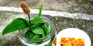 SIRUP OD BOKVICE: Najbolji lijek za sve plućne bolesti (RECEPT)!
