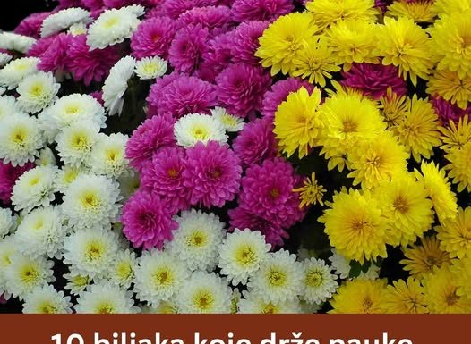 10 biljaka KOJE drže pauke, mrave, muhe i komarce PODALJE OD VAŠEG DOMA