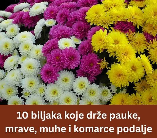 10 biljaka KOJE drže pauke, mrave, muhe i komarce PODALJE OD VAŠEG DOMA