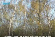 Šta posaditi blizu septičke jame? 3 drveta koja su moćni dehidratori zemljišta