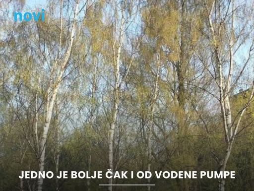 Šta posaditi blizu septičke jame? 3 drveta koja su moćni dehidratori zemljišta