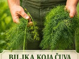 BILJKA KOJA ČUVA ZDRAVLJE DO DUBOKE STAROSTI: Evo za koje se sve bolesti i tegobe koristi…