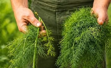 BILJKA KOJA ČUVA ZDRAVLJE DO DUBOKE STAROSTI: Evo za koje se sve bolesti i tegobe koristi…