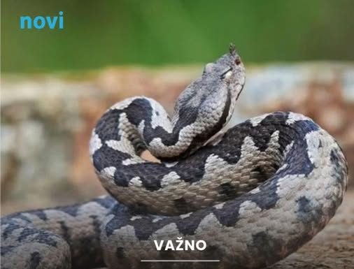 Ovo je prvo mjesto kod kuće gdje biste trebali provjeriti ima li zmija