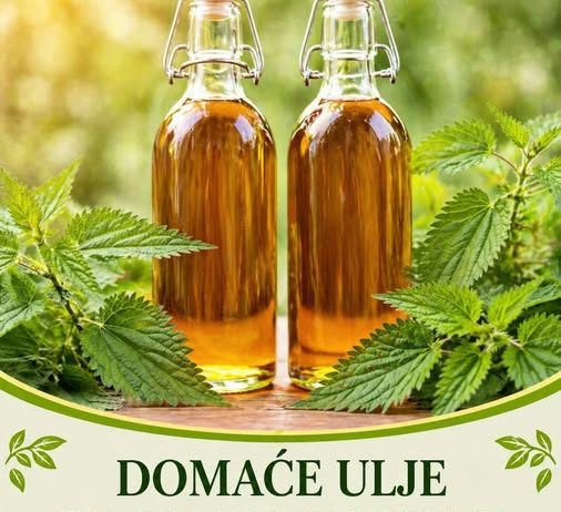 DOMAĆE ULJE OD MLADE KOPRIVE: Evo kako ga spremiti i za šta je sve izvrsno kao lijek…