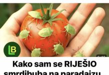 KAKO SAM SE RIJEŠIO SMRDIBUBA SA PARADAJZA! Ovu stvar jednostavno ne mogu da podnesu – prirodno i efikasno