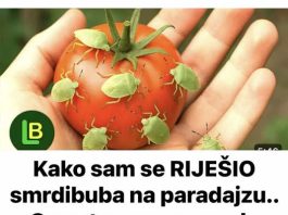 KAKO SAM SE RIJEŠIO SMRDIBUBA SA PARADAJZA! Ovu stvar jednostavno ne mogu da podnesu – prirodno i efikasno