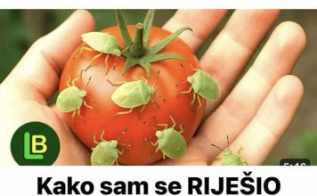 KAKO SAM SE RIJEŠIO SMRDIBUBA SA PARADAJZA! Ovu stvar jednostavno ne mogu da podnesu – prirodno i efikasno