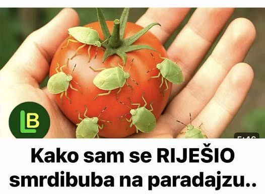KAKO SAM SE RIJEŠIO SMRDIBUBA SA PARADAJZA! Ovu stvar jednostavno ne mogu da podnesu – prirodno i efikasno