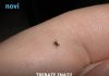 Mnogi ne znaju da je imaju: Funkcija na mobitelu koja pomaže detektirati krpelja!