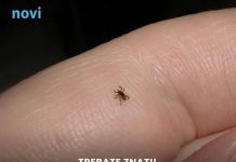 Mnogi ne znaju da je imaju: Funkcija na mobitelu koja pomaže detektirati krpelja!