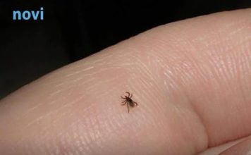 Mnogi ne znaju da je imaju: Funkcija na mobitelu koja pomaže detektirati krpelja!