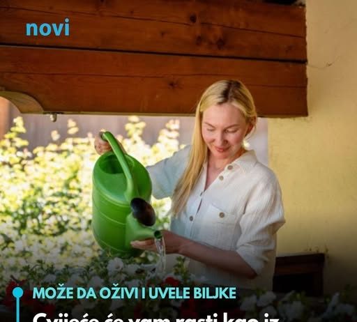 Cvijeće će vam rasti kao iz vode ako ga zalijete domaćim rastvorom od 2 sastojka