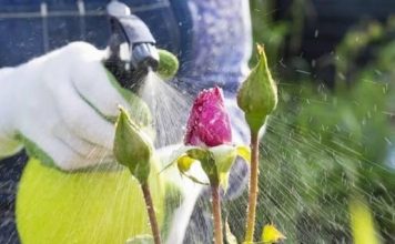 UKLONITE BILJNE VAŠI SA BILJAKA BEZ OTROVA: Sasvim Prirodan Rastvor Koji Uništava Napasnike