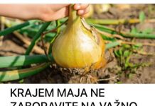 KRAJEM MAJA NE ZABORAVITE NA VAŽNO ĐUBRENJE LUKA: Tako biste se pripremali za OGROMNE žetve
