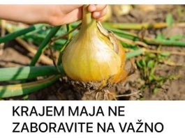 KRAJEM MAJA NE ZABORAVITE NA VAŽNO ĐUBRENJE LUKA: Tako biste se pripremali za OGROMNE žetve