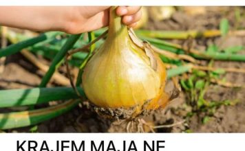 KRAJEM MAJA NE ZABORAVITE NA VAŽNO ĐUBRENJE LUKA: Tako biste se pripremali za OGROMNE žetve