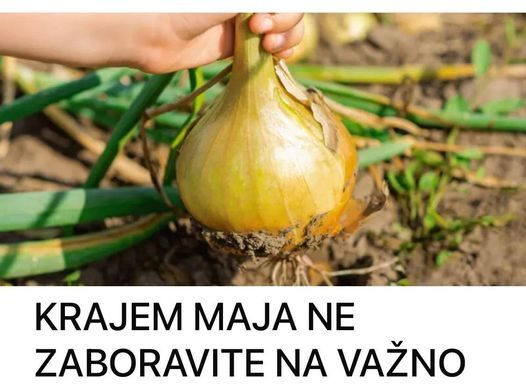 KRAJEM MAJA NE ZABORAVITE NA VAŽNO ĐUBRENJE LUKA: Tako biste se pripremali za OGROMNE žetve
