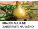 KRAJEM MAJA NE ZABORAVITE NA VAŽNO ĐUBRENJE LUKA: Tako biste se pripremali za OGROMNE žetve