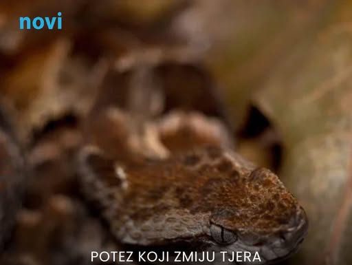 Ako ugledate zmiju, nikako nemojte raditi ovo: Planinari koriste jednostavan trik koji zaista pomaže