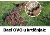 Baci OVO u krtičnjak: Krtice više neće ulaziti u tvoj vrt!