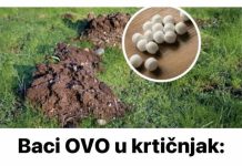 Baci OVO u krtičnjak: Krtice više neće ulaziti u tvoj vrt!
