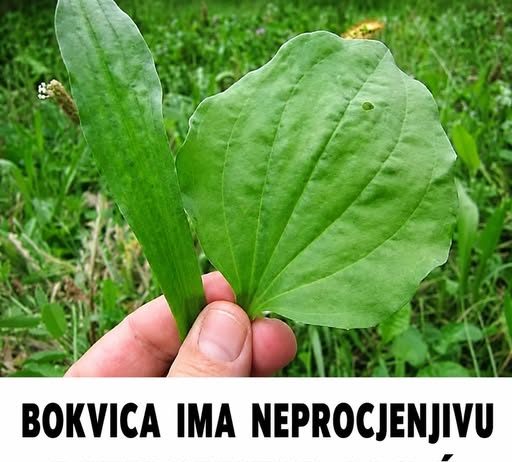 BOKVICA IMA NEPROCJENJIVU LJEKOVITU MOĆ: Melem za lice, zaštita za pluća, protiv čireva, za liječenje žlijezda i hemoroida…