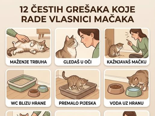 12 ČESTIH GREŠAKA KOJE RADE VLASNICI MAČAKA