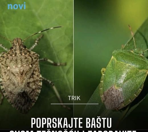 Poprskajte baštu ovom tečnošću i zaboravite na smrdljive martine