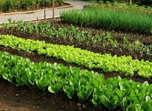 7 vrsta povrća koje se ne đubre nikad: Rastu samo od vode i sunca