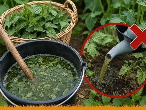 Prihrana od koprive može pomoći bašti, ali samo ako je ne sipate kako vam prvo padne na pamet