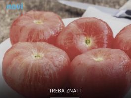 Stručnjaci upozoravaju: Ne stavljajte paradajz u frižider