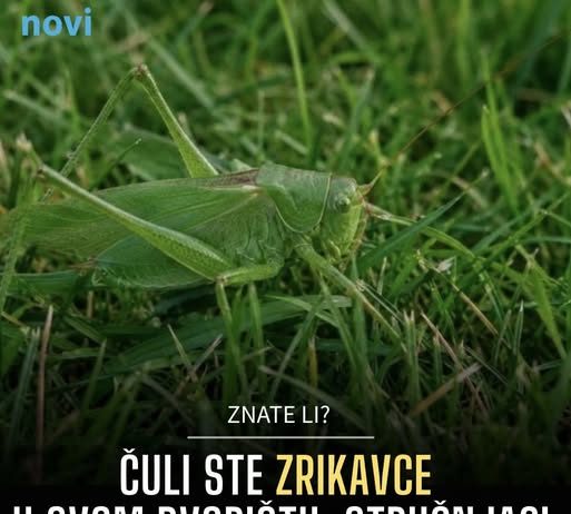 Čuli ste zrikavce u svom dvorištu: Stručnjaci otkrili da li je to dobro ili loše