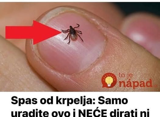 Spas od krpelja: Samo uradite ovo i NEĆE dirati ni vas ni vašeg psa + savjet kako da ih izbacite iz vašeg dvorišta!