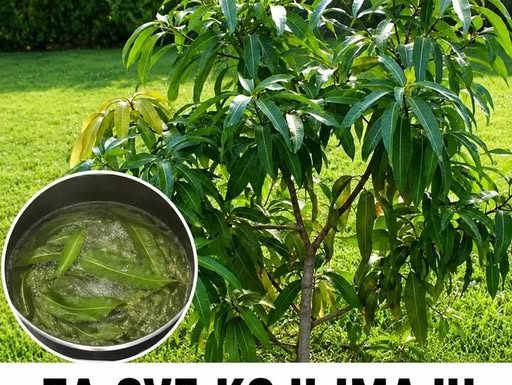 ZA SVE KOJI IMAJU VISOK ŠEĆER: Samo skuhajte ovo lišće i posmatrajte šta se događa…