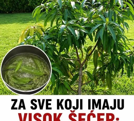 ZA SVE KOJI IMAJU VISOK ŠEĆER: Samo skuhajte ovo lišće i posmatrajte šta se događa…