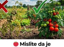 Mislite da je nemoguće imati zdrav paradajz i krastavce bez bolesti? Ovaj trik mijenja sve!
