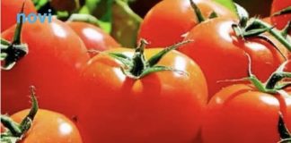 Trik od pet sekundi otkriva koji je pravi paradajz, a koji “plastični”
