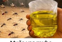 Muče vas muhe, komarci i insekti? Evo trika koji ih uklanja bez da potrošite ijednu marku!