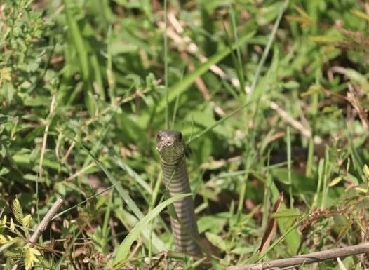 Kako prirodno zaštititi dvorište od zmija: Efikasne i sigurne metode