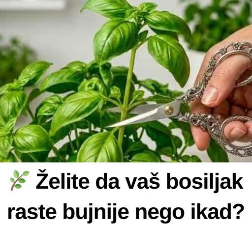 Želite da vaš bosiljak raste bujnije nego ikad? Tajna je u jednom jednostavnom potezu!