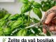 Želite da vaš bosiljak raste bujnije nego ikad? Tajna je u jednom jednostavnom potezu!