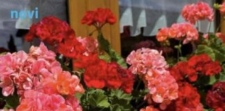 Ne bacajte stare muškatle ako su požutjele: Jedna stvar iz kuhinje će ih vratiti u život za 24 sata