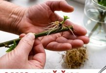 SAMO 1 kašičica na litar vode, pa čak i suhi štap će se ukorijeniti: Stari vrtlarski TRIK!
